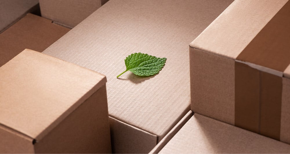 Empreinte carbone : feuille verte posée sur un carton